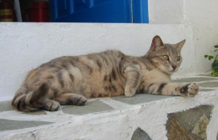 laying in the sun