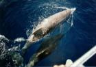 dolphins