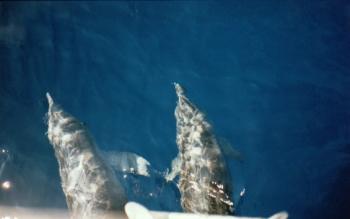 greece - dolphins