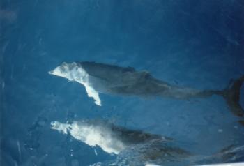 greece - more dolphins