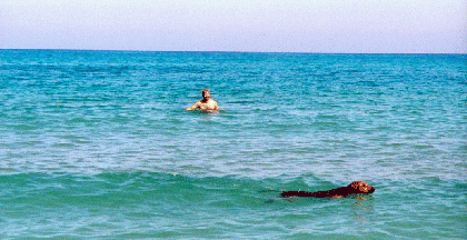 beachdog